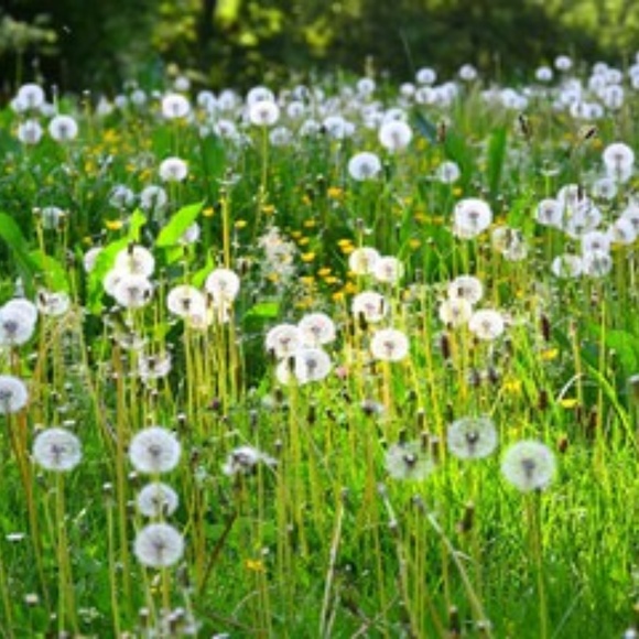 Meet your Posher, Gypsy Belle - Picture 4 of 6